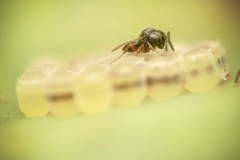 Trissolcus