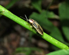 Photinus scintillans