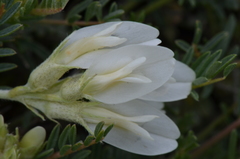 Astragalus angustifolius