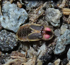 Photinus scintillans