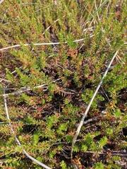 Empetrum nigrum