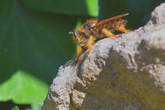 Pogonosoma maroccanum