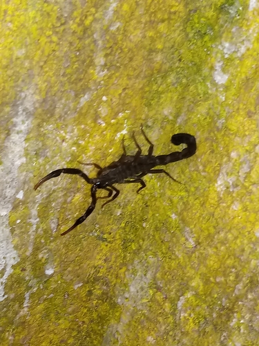Centruroides nigrescens
