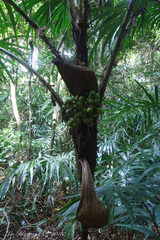 Bactris setosa