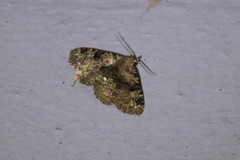 Metalectra quadrisignata