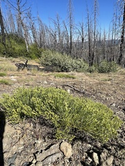 Ericameria ophitidis