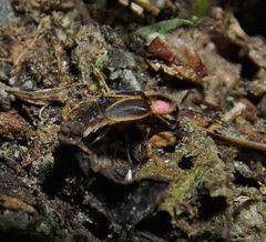 Photinus scintillans