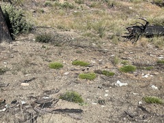 Ericameria ophitidis