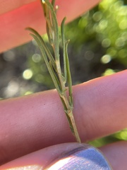 Ericameria ophitidis