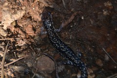 Plethodon caddoensis