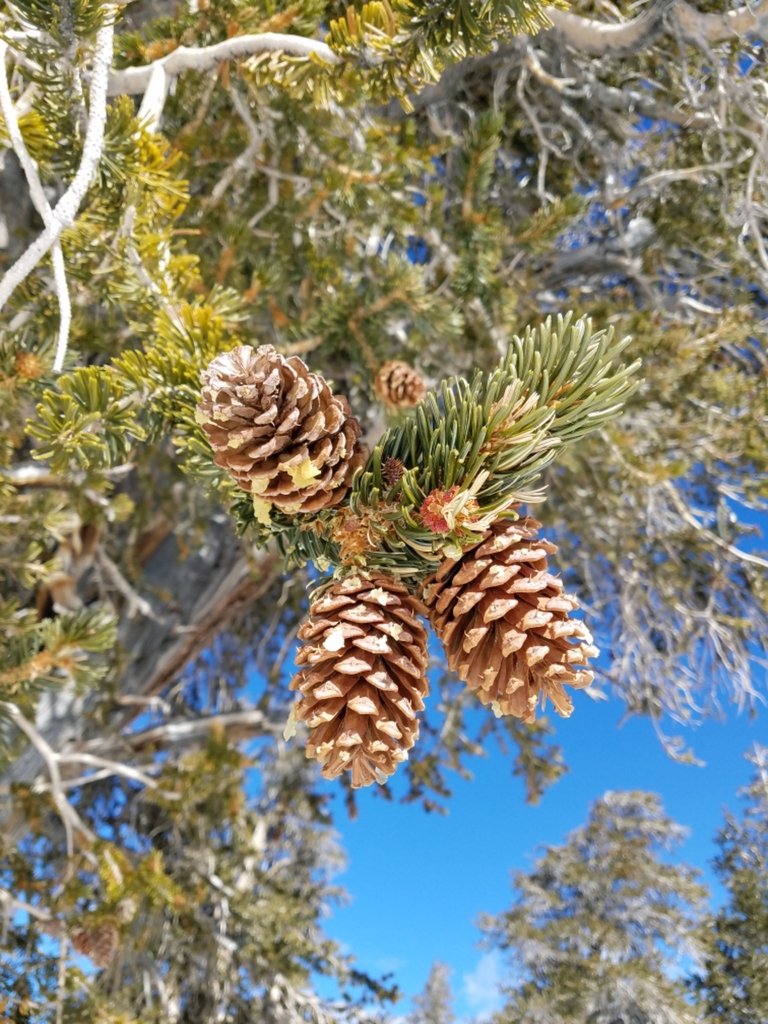 soft pines