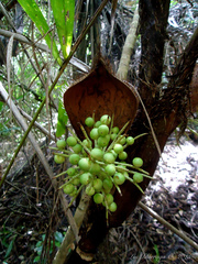 Bactris setosa