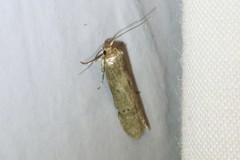 Limnaecia phragmitella