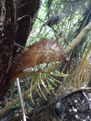 Bactris setosa