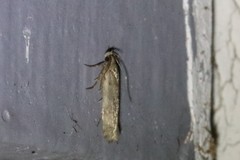 Limnaecia phragmitella