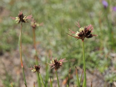Juncus mertensianus