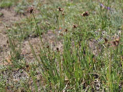 Juncus mertensianus