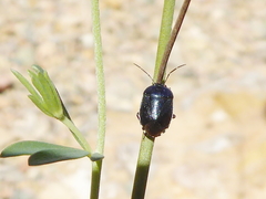 Canthophorus melanopterus