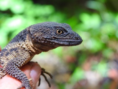 Xenosaurus platyceps