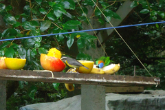 Tangara cyanocephala