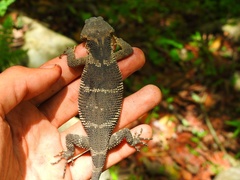 Xenosaurus platyceps