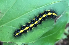 Gnophaela latipennis