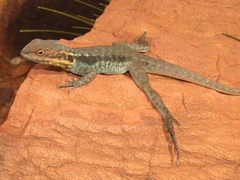 Ctenophorus modestus