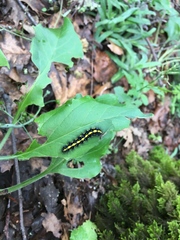 Gnophaela latipennis