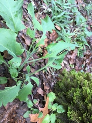 Gnophaela latipennis