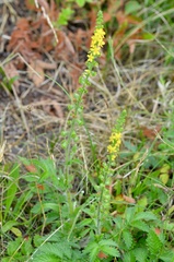 Agrimonia eupatoria