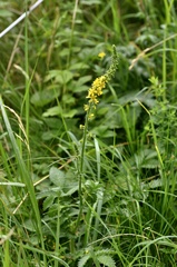 Agrimonia eupatoria