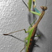 Flag Mantis - Photo (c) Peter Vos, some rights reserved (CC BY-NC), uploaded by Peter Vos