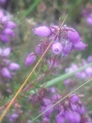 Erica cinerea