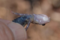 Plethodon caddoensis