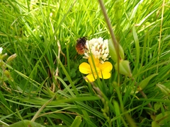 Bombus monticola