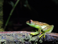 Hyperolius ocellatus