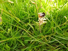 Bombus monticola