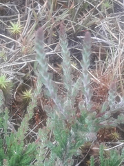 Calluna vulgaris