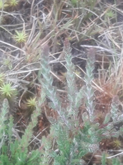 Calluna vulgaris