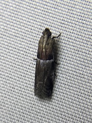 Quasisalebria atratella