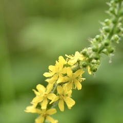 Agrimonia eupatoria