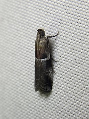 Quasisalebria atratella