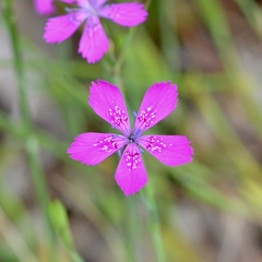 Dianthus deltoides
