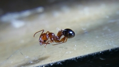 Aphaenogaster uinta