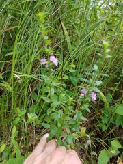 Lythrum alatum alatum