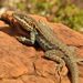 Swift Rock Dragon - Photo (c) Richard D Reams, some rights reserved (CC BY-NC), uploaded by Richard D Reams