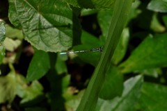 Agriocnemis pieris