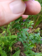 Lythrum alatum alatum