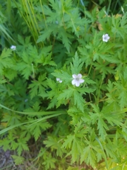 Geranium sibiricum