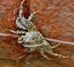 Grapsus fourmanoiri